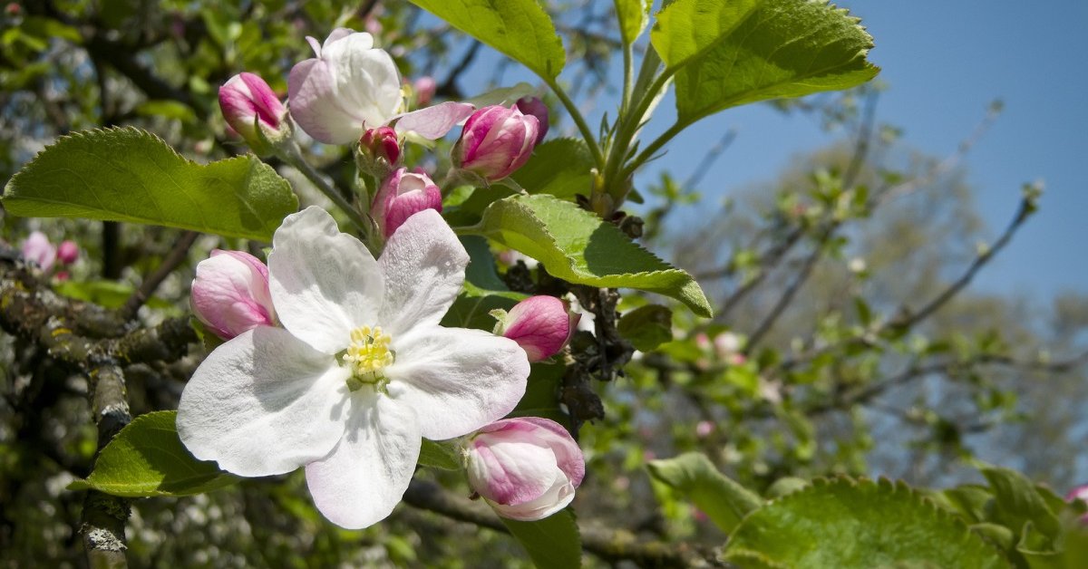 Почему не распускается яблоня, почему не цветет? Что делать, если яблоня не распустилась весной: степень повреждения яблонь